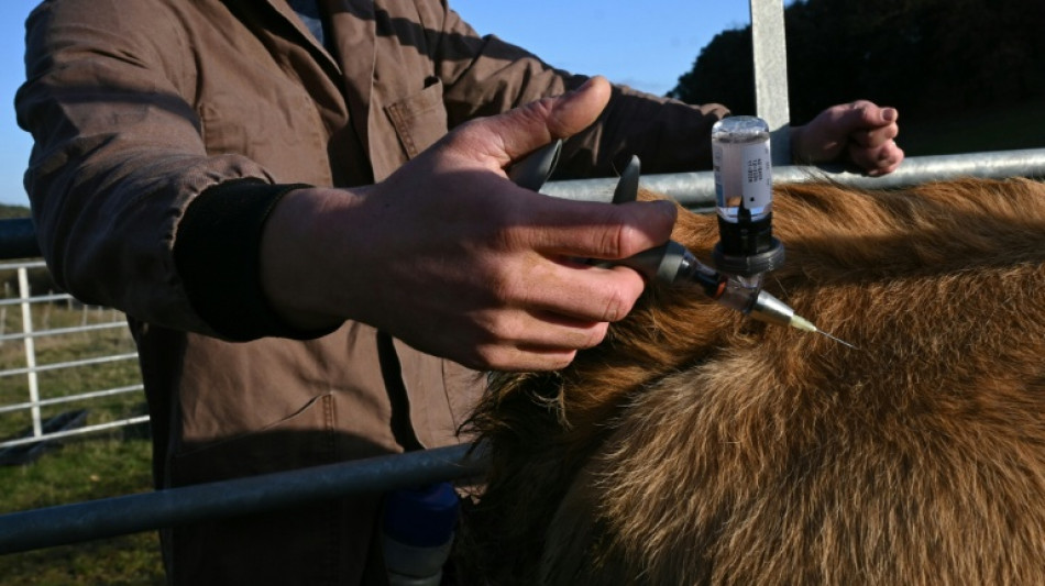 Nouveau cas de dermatose en Ari&egrave;ge, des blocages persistent en Occitanie