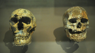 Homo sapiens est arrivé en Europe bien plus tôt que rapporté