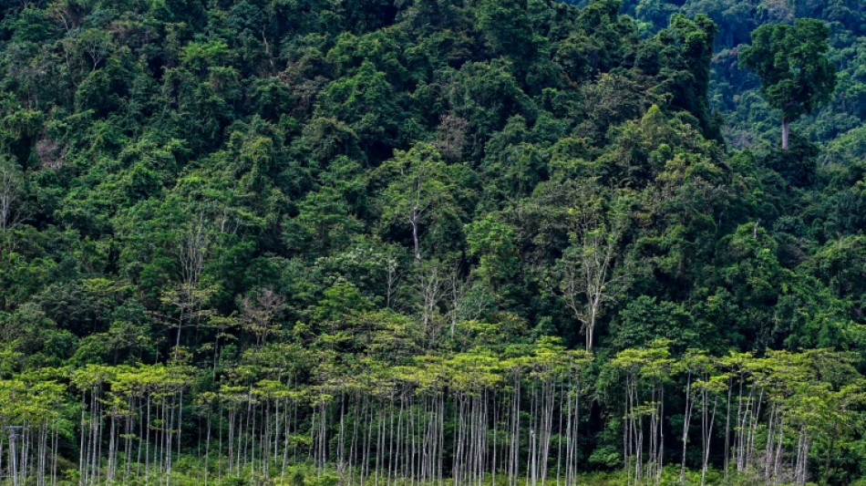 Indon&eacute;sie: des ONG d&eacute;noncent le plan "destructeur" de conversion de millions d'hectares de for&ecirc;t
