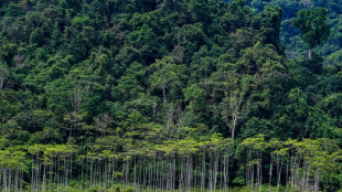 Indon&eacute;sie: des ONG d&eacute;noncent le plan "destructeur" de conversion de millions d'hectares de for&ecirc;t
