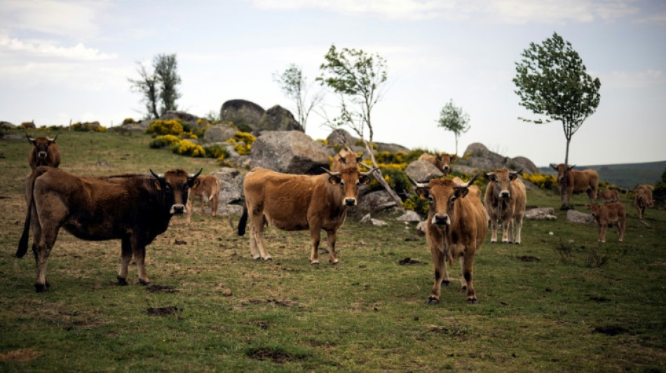 Gentiane jaune et vaches Aubrac, une alliance durable