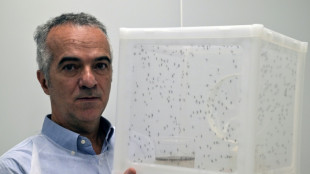 El mosquito antidengue: un avance pero no una panacea en Brasil