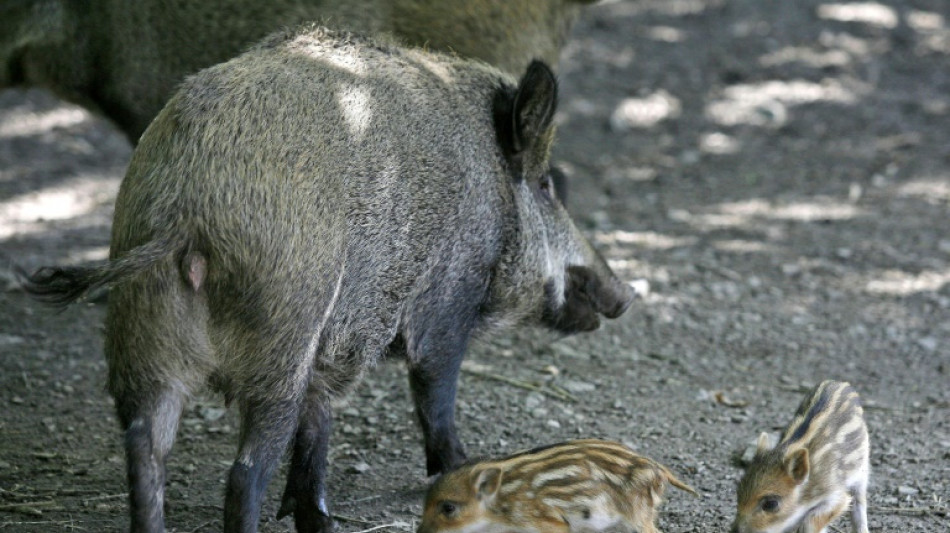 Wildschweine umzingeln und bedr&auml;ngen Elfj&auml;hrigen in Rheinland-Pfalz