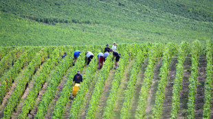 Champagne: les dates d'ouverture des vendanges publi&eacute;es, pr&eacute;cocit&eacute; record 
