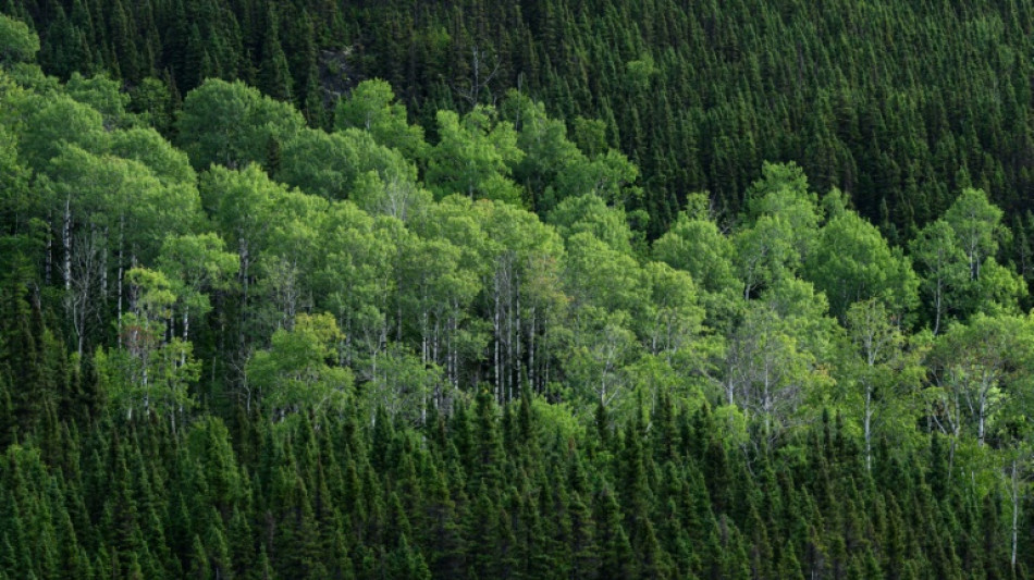 Anpassungsfähige Pionierpflanze: Zitterpappel ist Baum des Jahres 2026