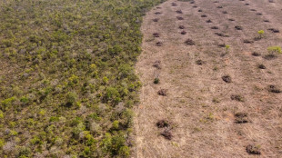 Loi contre la déforestation: Bruxelles veut un nouveau report