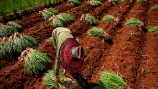 A Cuba, toujours plus de denr&eacute;es import&eacute;es que d'aliments cultiv&eacute;s