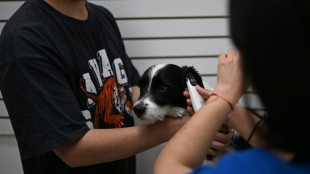 Le Chili lance l'injection contraceptive pour chiens