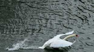 Schreiender Schwan sorgt f&uuml;r n&auml;chtlichen Polizeieinsatz in Mecklenburg-Vorpommern
