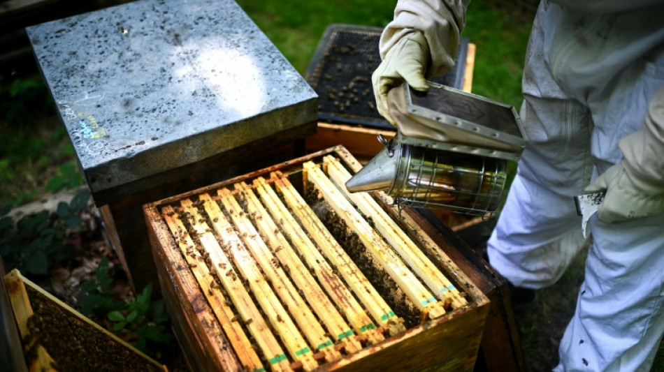 El envenenamiento de colmenas provoca una inusual mortandad de abejas en Uruguay