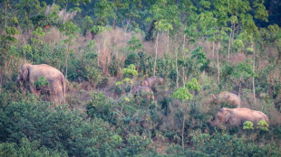 Thailand uses contraceptive vaccine to limit wild elephant births