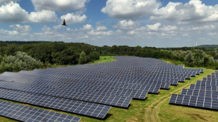 Anteil erneuerbarer Energien am Strommix erreicht 2024 neuen Rekordwert