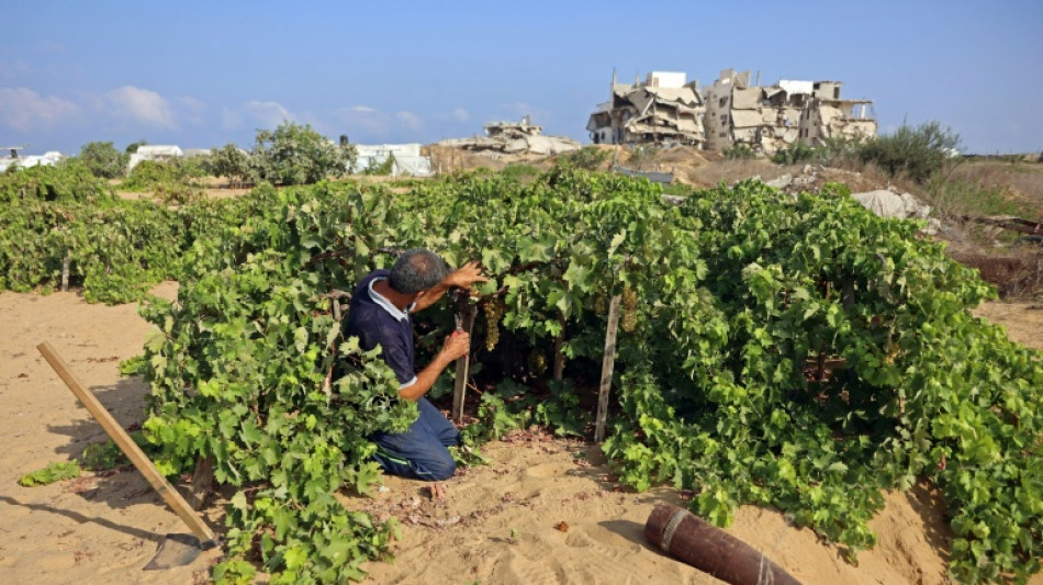 Solo 3% de las tierras agr&iacute;colas de Gaza est&aacute;n intactas y son accesibles, advierte la ONU