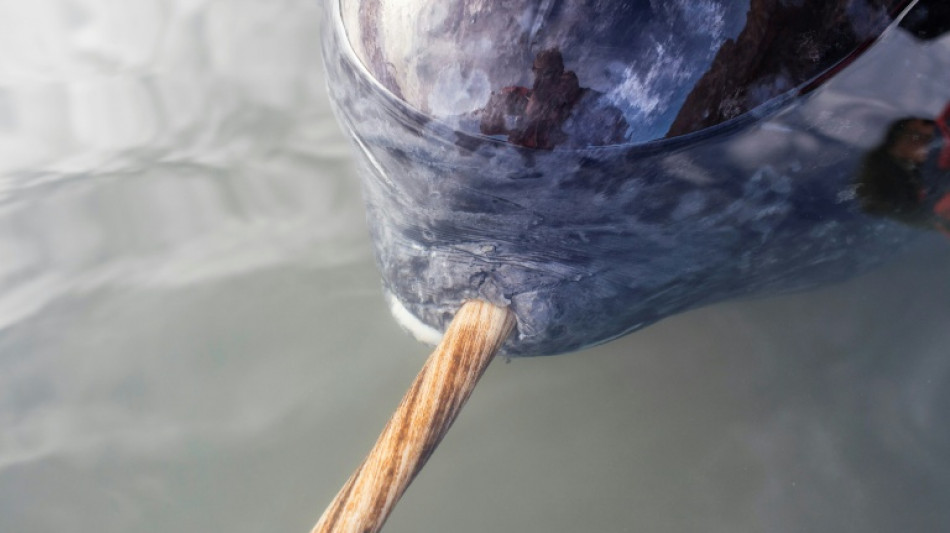 Scientists discover how narwhals grow nature's only straight tusk