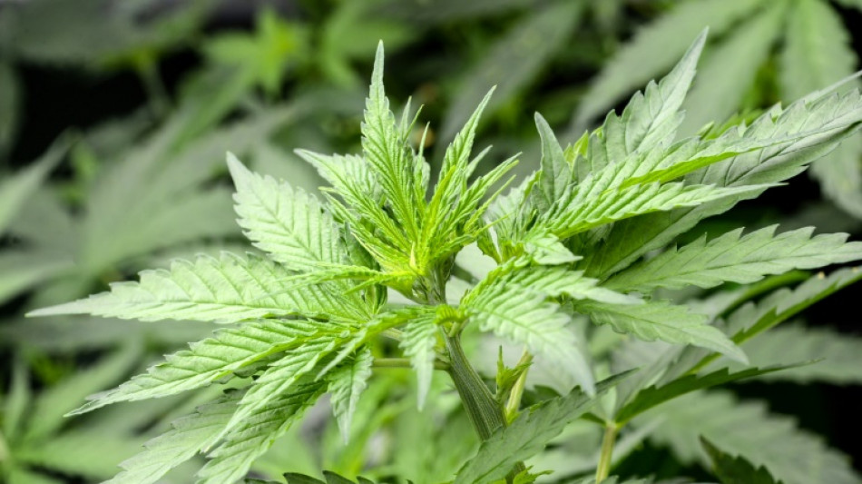 Bericht: Deutschland hat bisher 57 Tonnen Cannabis f&uuml;r medizinische Zwecke importiert