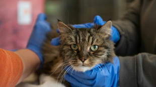Una gata, única sobreviviente de caída con una pareja en cañón de EEUU