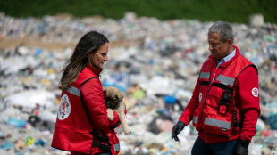 Vets bid to save Kosovo's stray dogs from cull through sterilisation