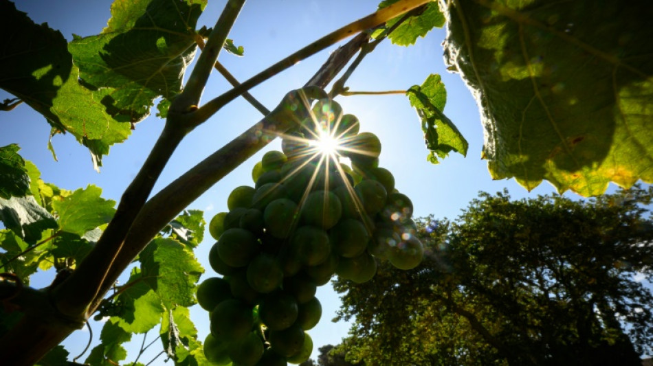 200 Millionen Euro f&uuml;r Vernichtung von &uuml;bersch&uuml;ssigem franz&ouml;sischen Wein