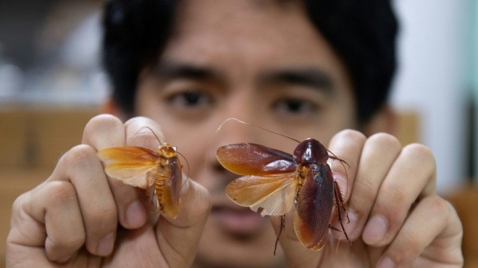 Aux Philippines, le "Seigneur des cafards" d&eacute;fend ces insectes mal-aim&eacute;s