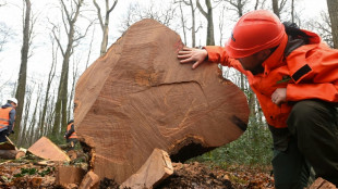 Un ch&ecirc;ne vieux de 340 ans abattu dans la Sarthe