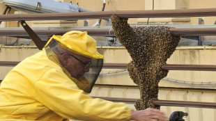 Sciame di 20mila api nella sede del ministero dell'Economia