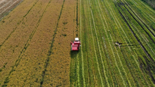 Moins d'eau, même rendement : le pari durable du riz chilien 