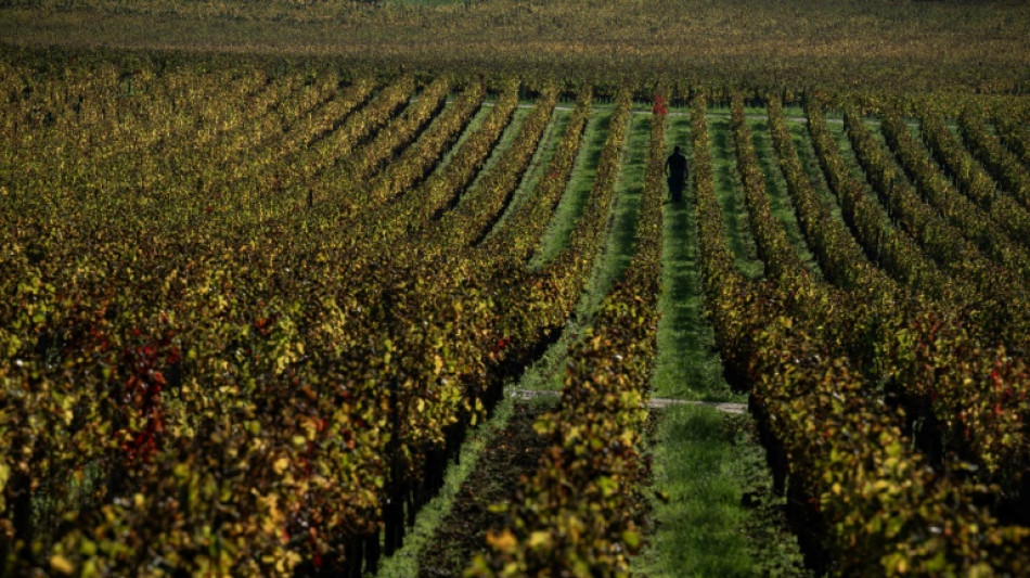 Francia prev&eacute; una ca&iacute;da masiva de la producci&oacute;n de vino en 2024