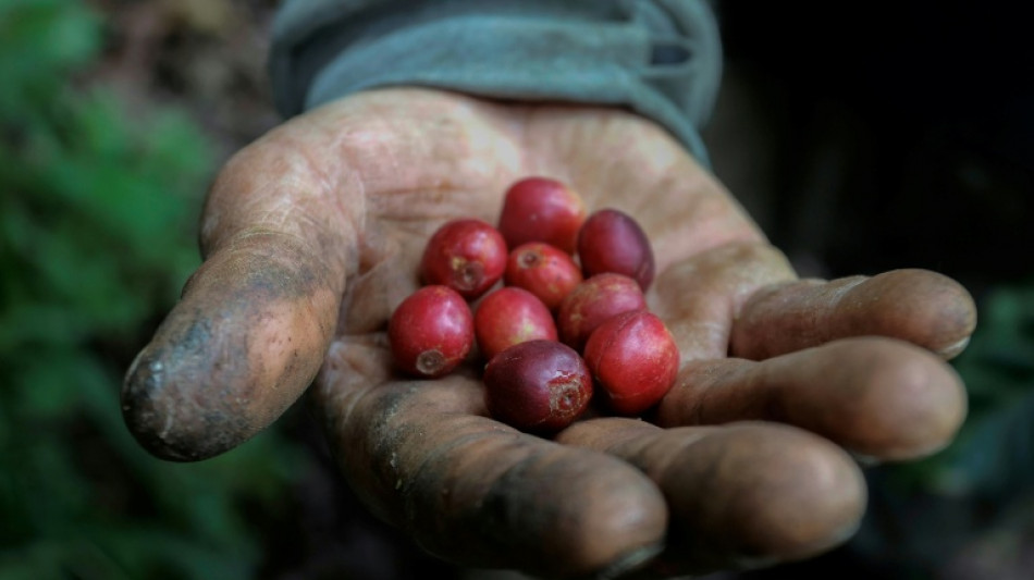 Colômbia registra maior produção de café em 33 anos