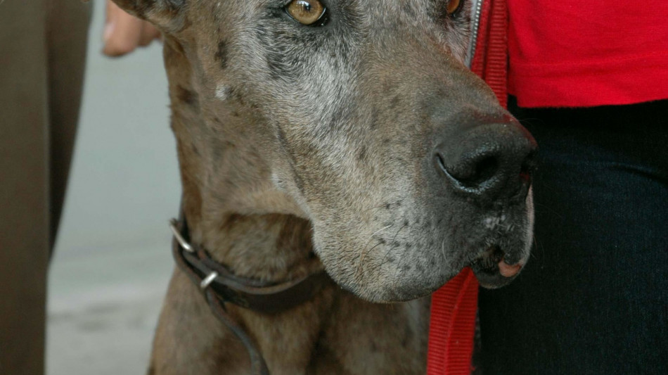Ita Airways lancia servizio 'Large Dog On Board' per cani di grossa taglia