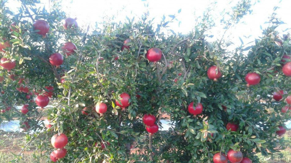 L'alta cucina promuove la longevit&agrave;, il cibo come terapia