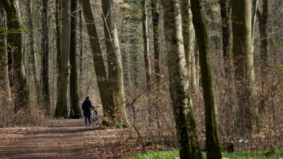 Lemke fordert Umbau der W&auml;lder hin zu mehr Naturn&auml;he