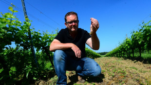 Crise viticole: blanc, cr&eacute;mant, ros&eacute;... Bordeaux tente de se d&eacute;poussi&eacute;rer