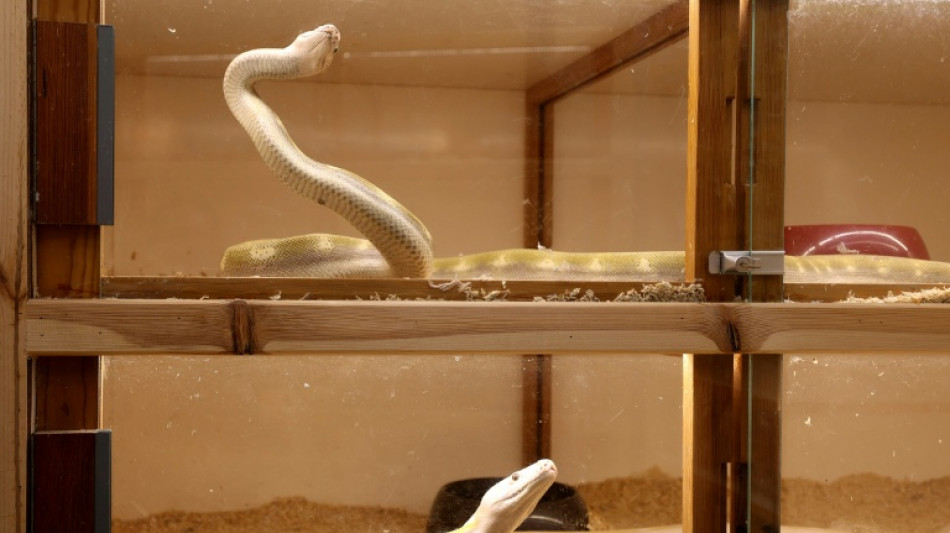 "Bild des Schreckens" in Stuttgart: Beh&ouml;rden finden dutzende tote und kranke Schlangen
