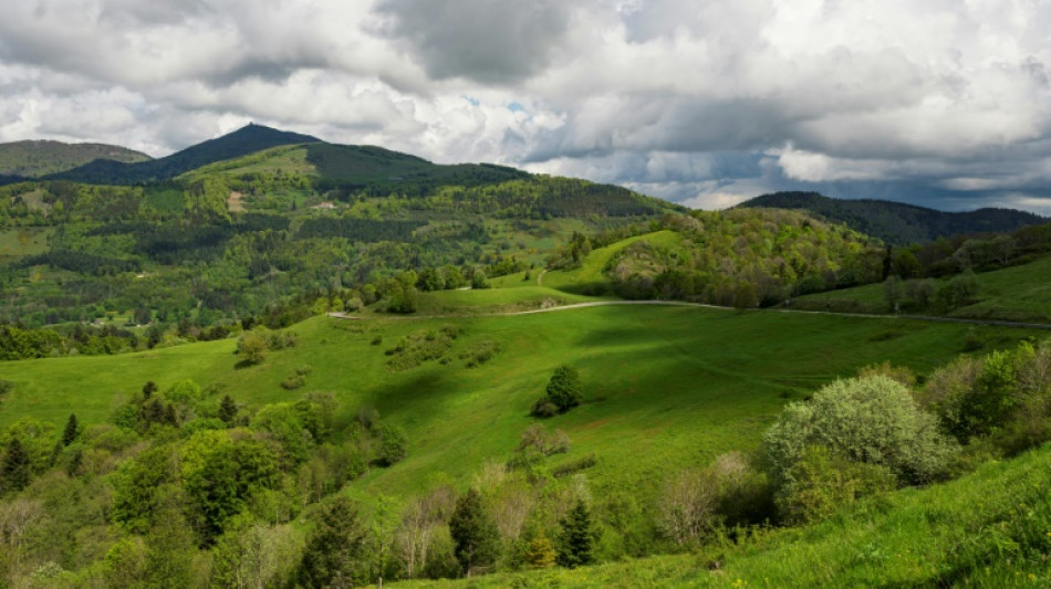 Dans les Vosges, 17 nouveaux grands t&eacute;tras r&eacute;introduits malgr&eacute; des critiques