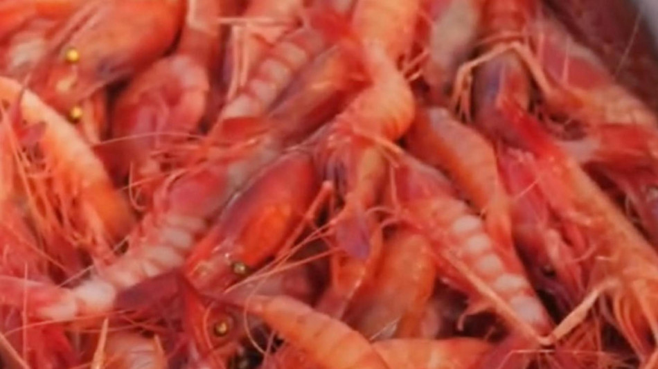 Dai gusci dei gamberi un possibile sostituto della plastica