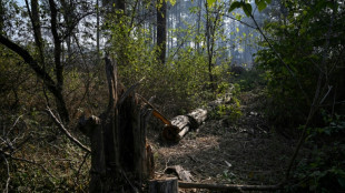 Pakistan's capital picks concrete over trees, angering residents