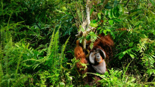 Importaciones europeas de madera impulsan deforestación en Borneo, dicen ONG