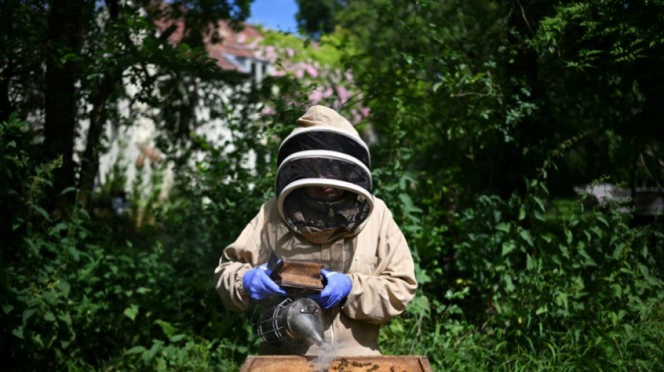 Au Royaume-Uni, apiculteurs et scientifiques ligu&eacute;s contre le miel frelat&eacute;