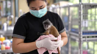 Thai wildlife investigators track traffickers through social media