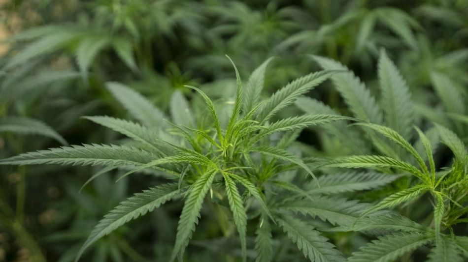 Razzia gegen Drogenhändler: Cannabisbisplantagen in zwei Bundesländern entdeckt