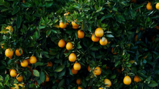 Verband: Mercosur-Abkommen macht Orangensaft "perspektivisch" wieder g&uuml;nstiger 