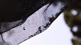 Dai funghi profumati una trappola mortale contro le zanzare