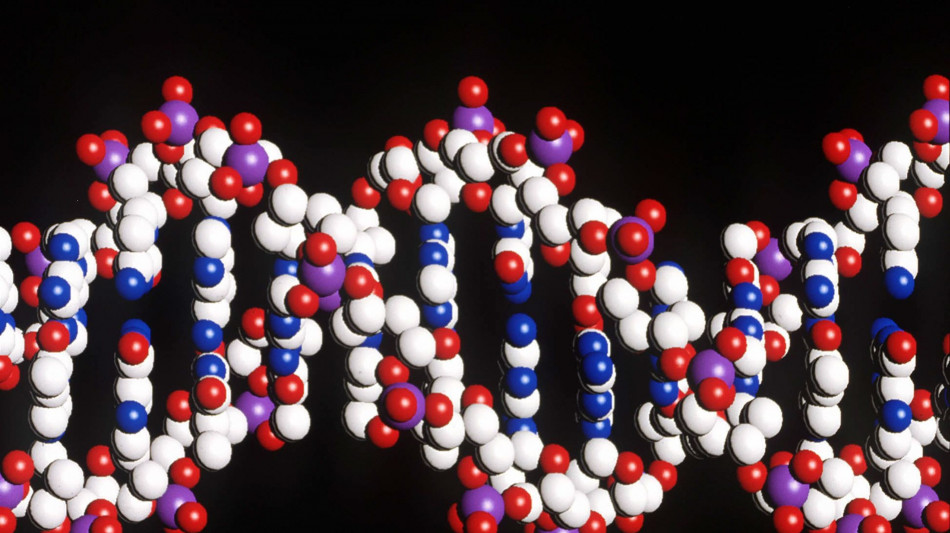 La cultura sta superando la genetica nell'evoluzione umana
