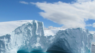 Changement climatique: les manchots empereurs menac&eacute;s aussi pendant leur mue, alertent des chercheurs