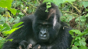 RDC: naissance rare de jumeaux gorilles de montagne dans le parc national des Virunga