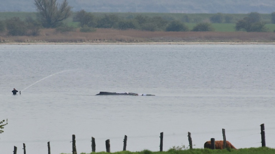 Wal-Rettung: Tier "freigesp&uuml;lt" - aber kein Transport am Samstag