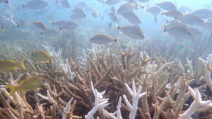 Deux espèces de coraux de Floride "fonctionnellement éteintes" en raison du réchauffement marin