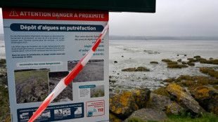 En fond de baie de Saint-Brieuc, des algues vertes m&ecirc;me en hiver 