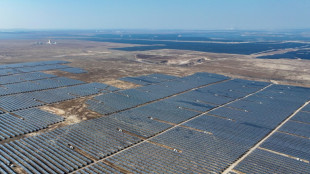 'Green dilemma': China's solar boom hurt birds, says study