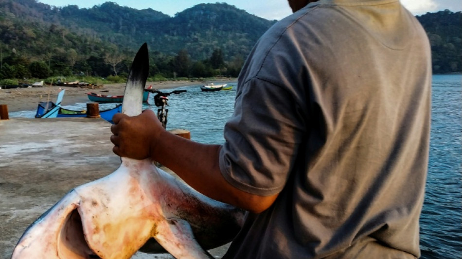 M&aacute;s de 70 especies de tiburones y rayas reciben protecci&oacute;n contra la sobrepesca